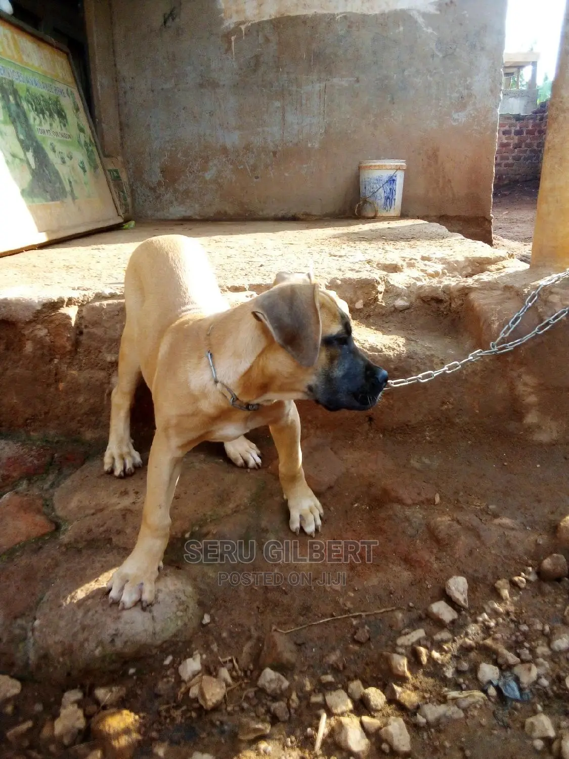 1-3 months Female Purebred Boerboel