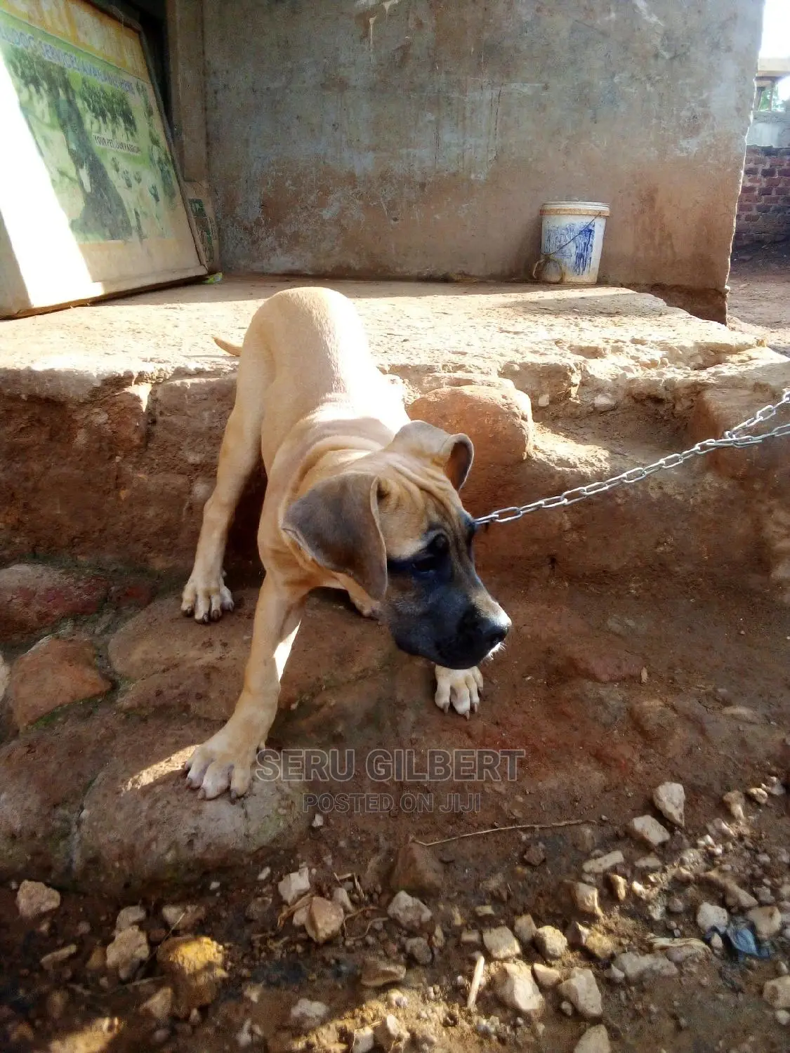 1-3 months Female Purebred Boerboel