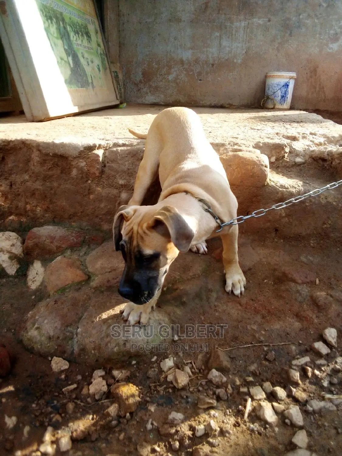 1-3 months Female Purebred Boerboel