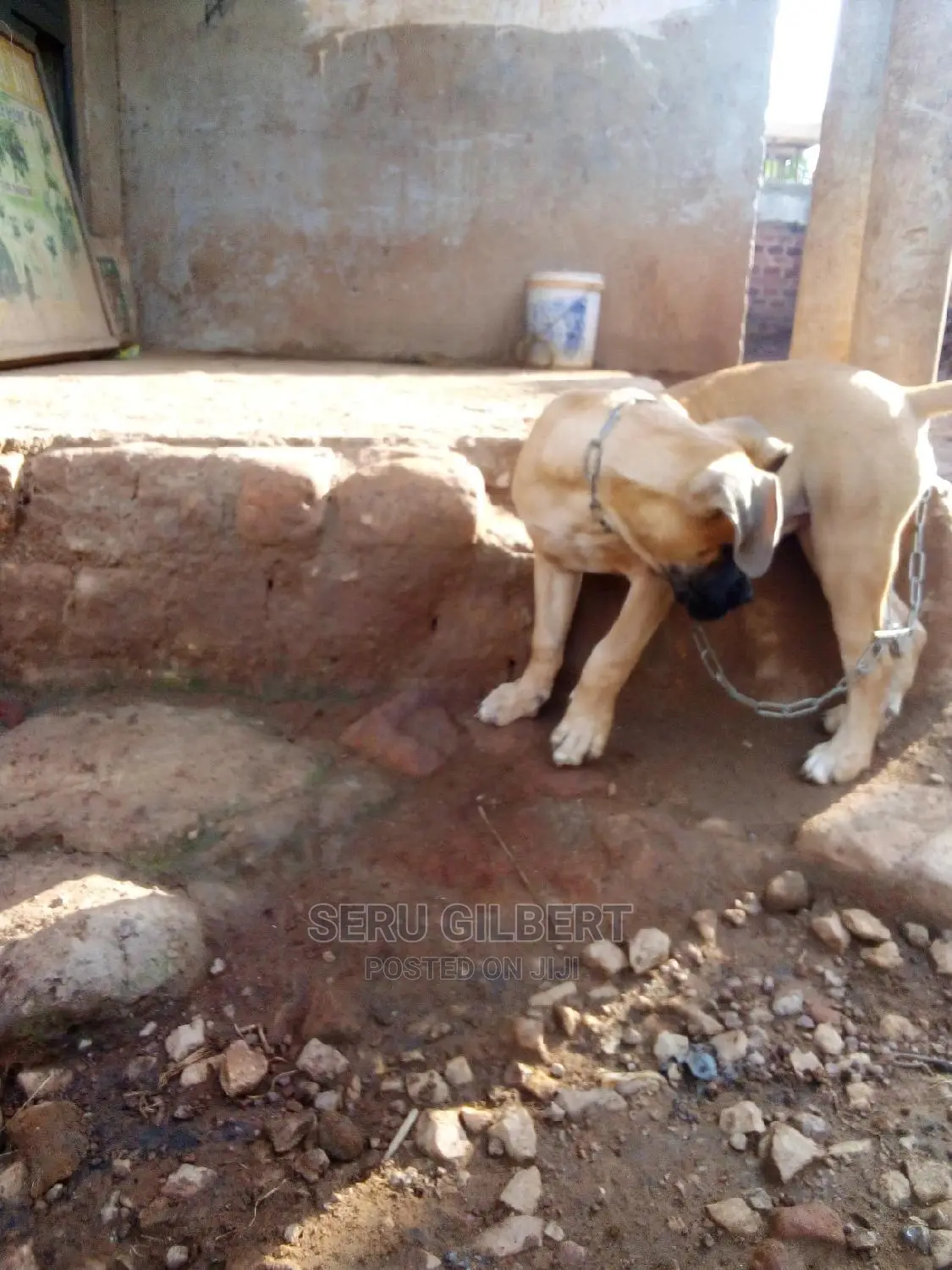 1-3 months Female Purebred Boerboel