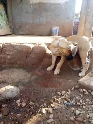 1-3 months Female Purebred Boerboel