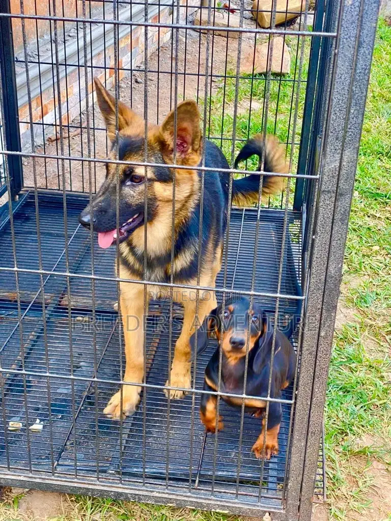 3-6 months Female Purebred German Shepherd