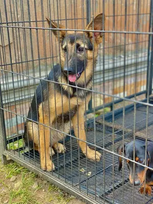 3-6 months Female Purebred German Shepherd