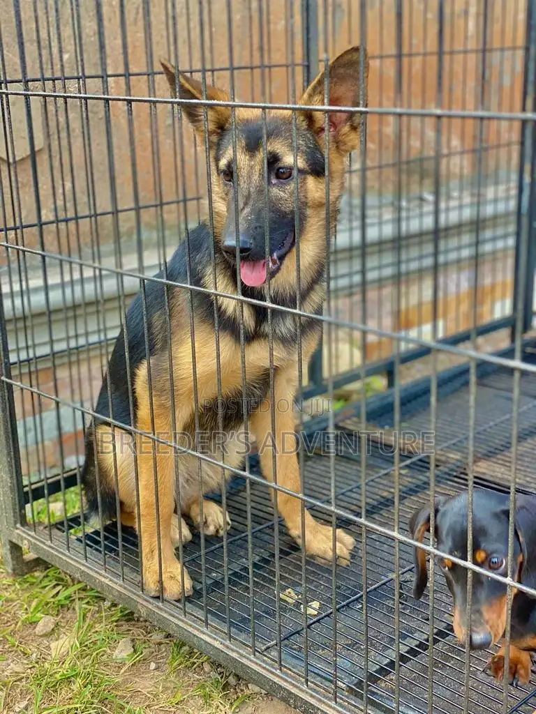 3-6 months Female Purebred German Shepherd