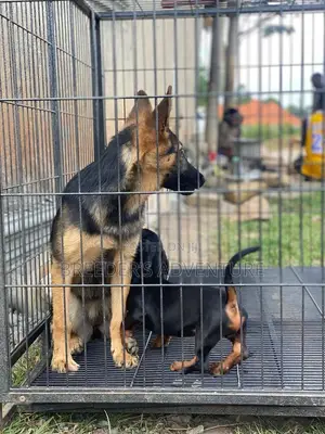3-6 months Female Purebred German Shepherd