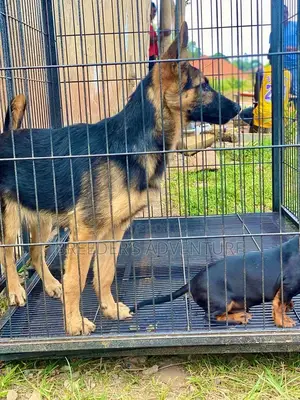 3-6 months Female Purebred German Shepherd