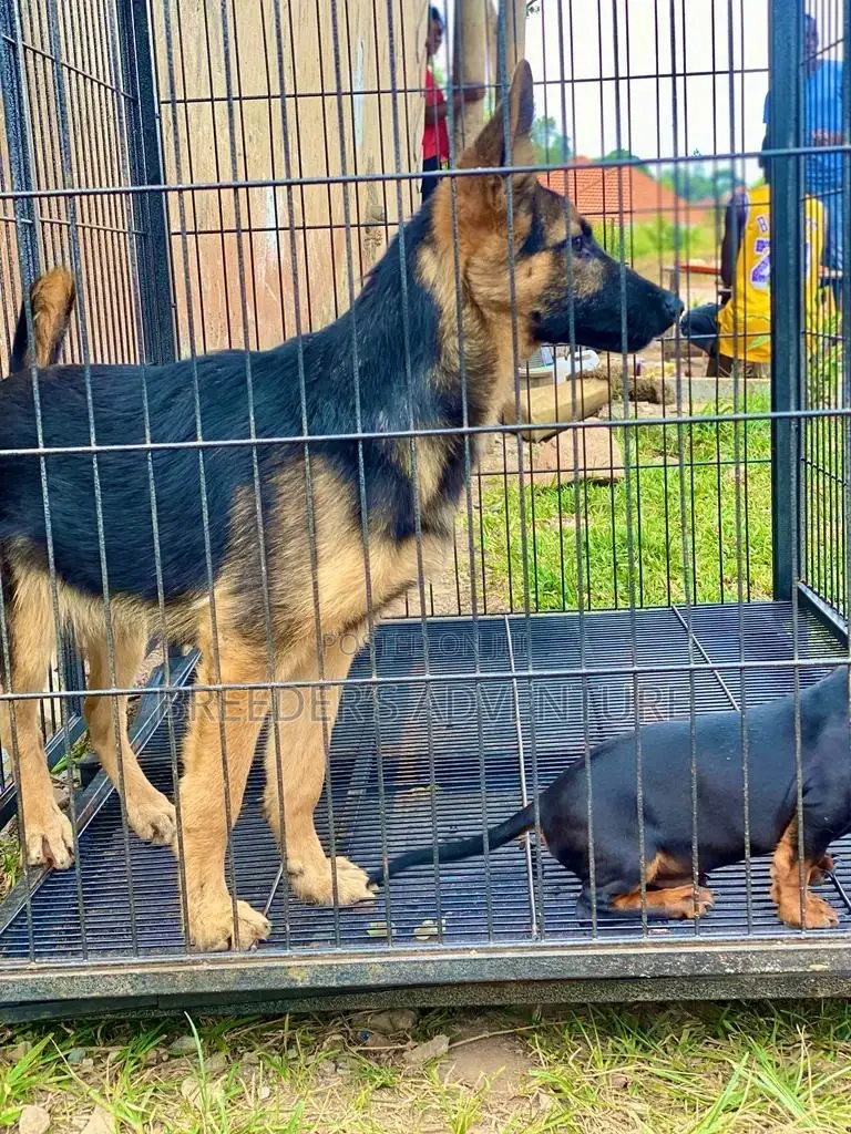 3-6 months Female Purebred German Shepherd