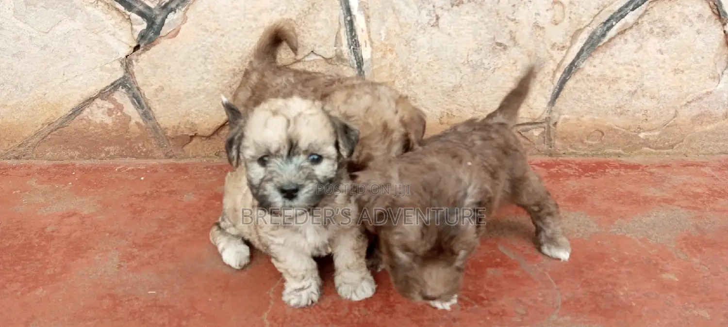 1-3 months Male Purebred Maltese