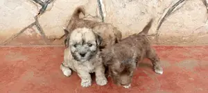 1-3 months Male Purebred Maltese