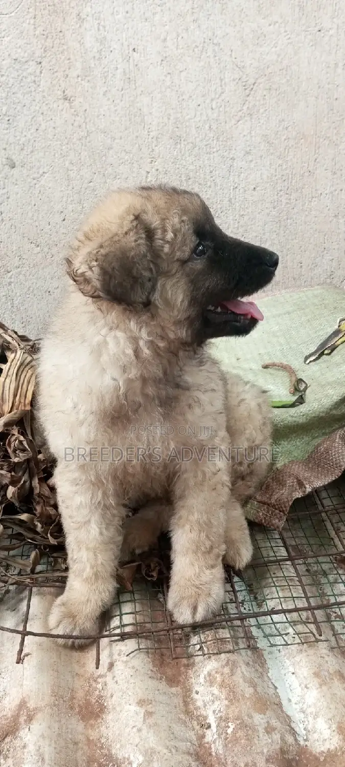 1-3 months Female Purebred German Shepherd
