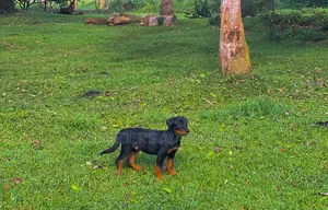 3-6 months Female Purebred Rottweiler