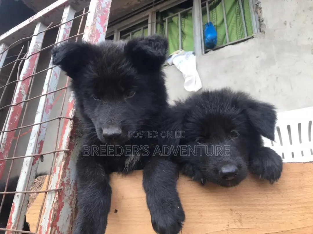 1-3 months Male Purebred German Shepherd