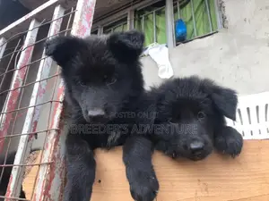 1-3 months Male Purebred German Shepherd