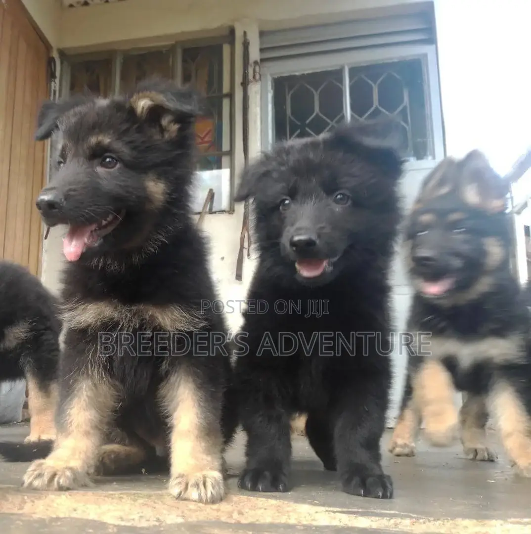 1-3 months Male Purebred German Shepherd