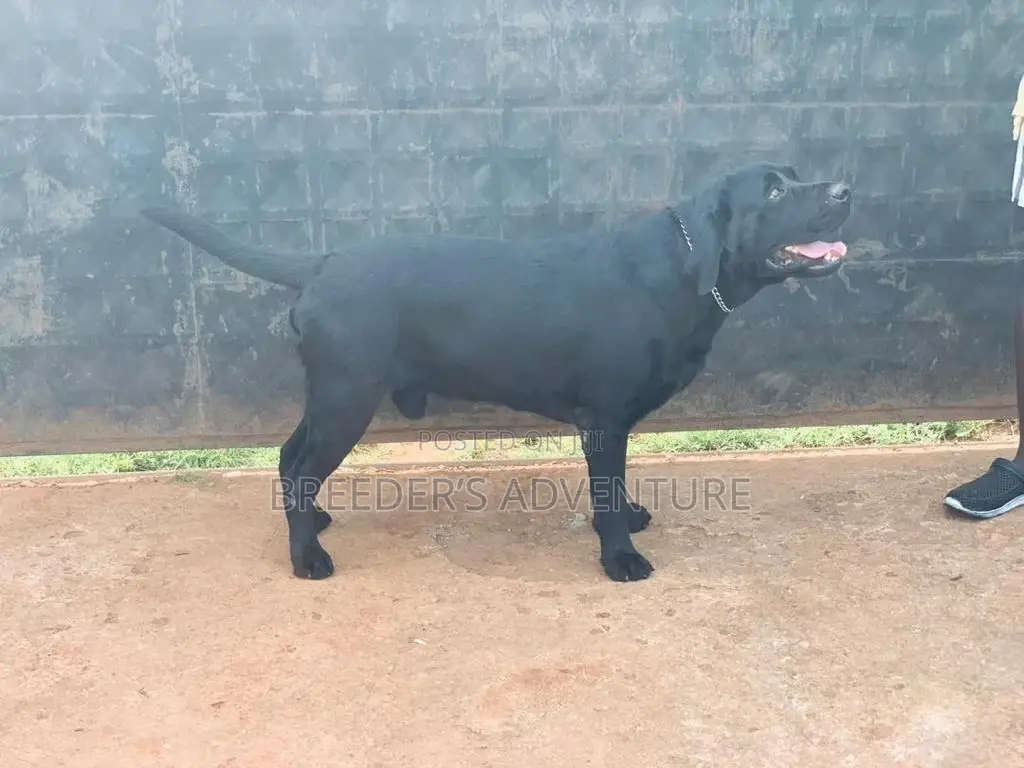 1-3 months Male Purebred Labrador Retriever