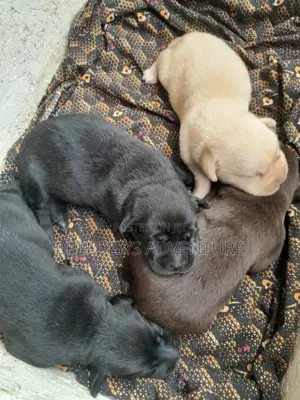 1-3 months Male Purebred Labrador Retriever