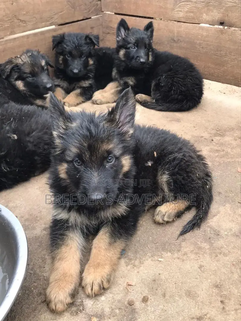 1-3 months Male Purebred German Shepherd