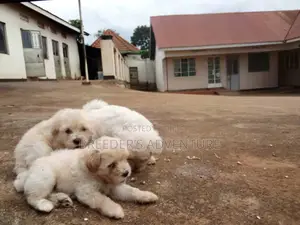 1-3 months Male Purebred Maltese