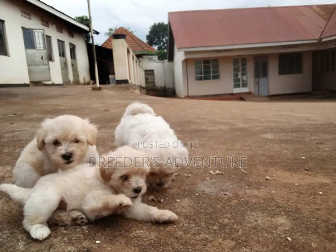 1-3 months Male Purebred Maltese