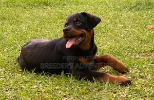 1-3 months Male Purebred Rottweiler