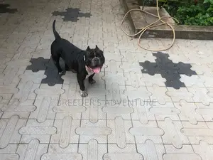 1+ year Male Purebred American Pit Bull Terrier