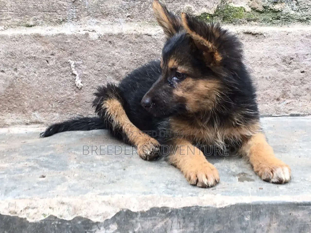 1-3 months Female Purebred German Shepherd
