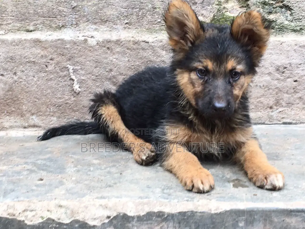 1-3 months Female Purebred German Shepherd