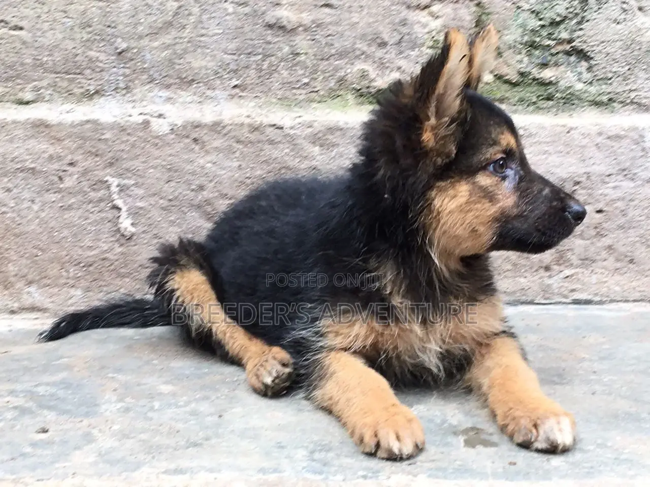 1-3 months Female Purebred German Shepherd