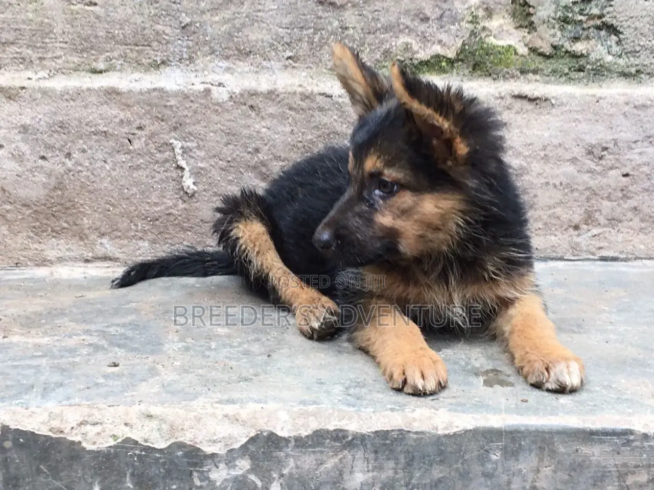 1-3 months Female Purebred German Shepherd