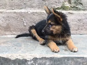 1-3 months Female Purebred German Shepherd