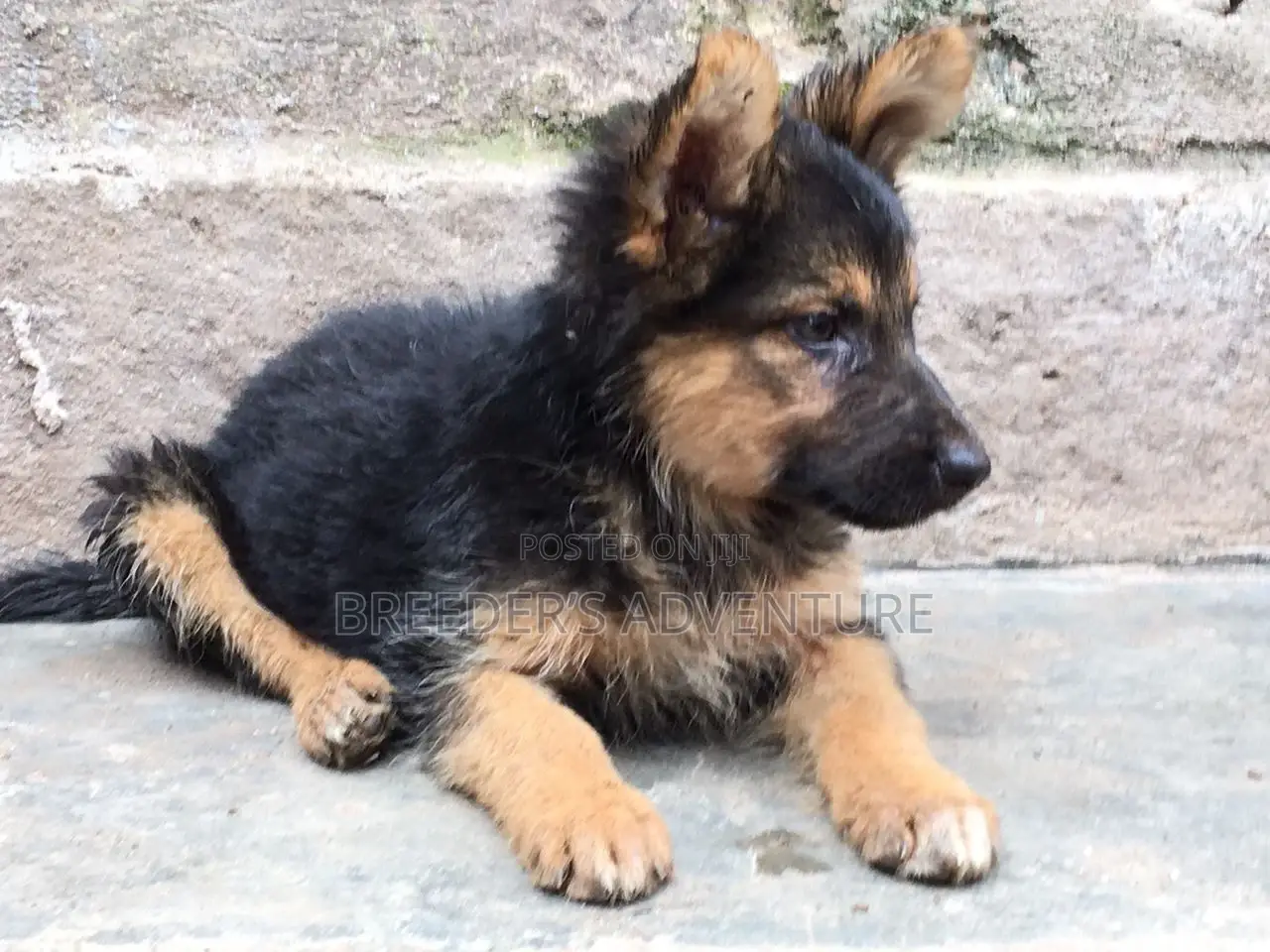 1-3 months Female Purebred German Shepherd