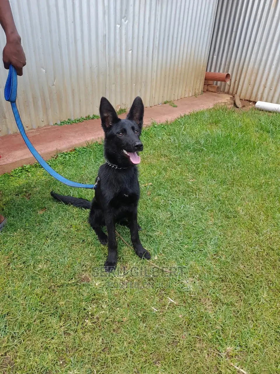 1-3 months Male Purebred German Shepherd