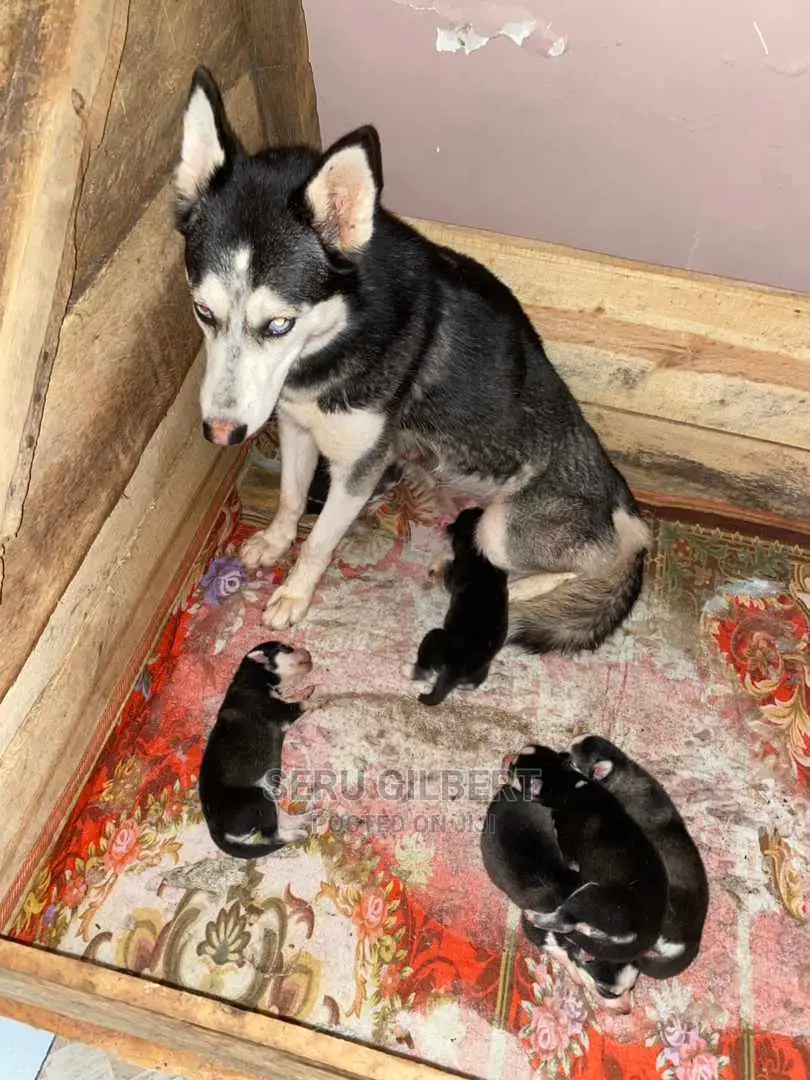 1-3 months Female Purebred Siberian Husky
