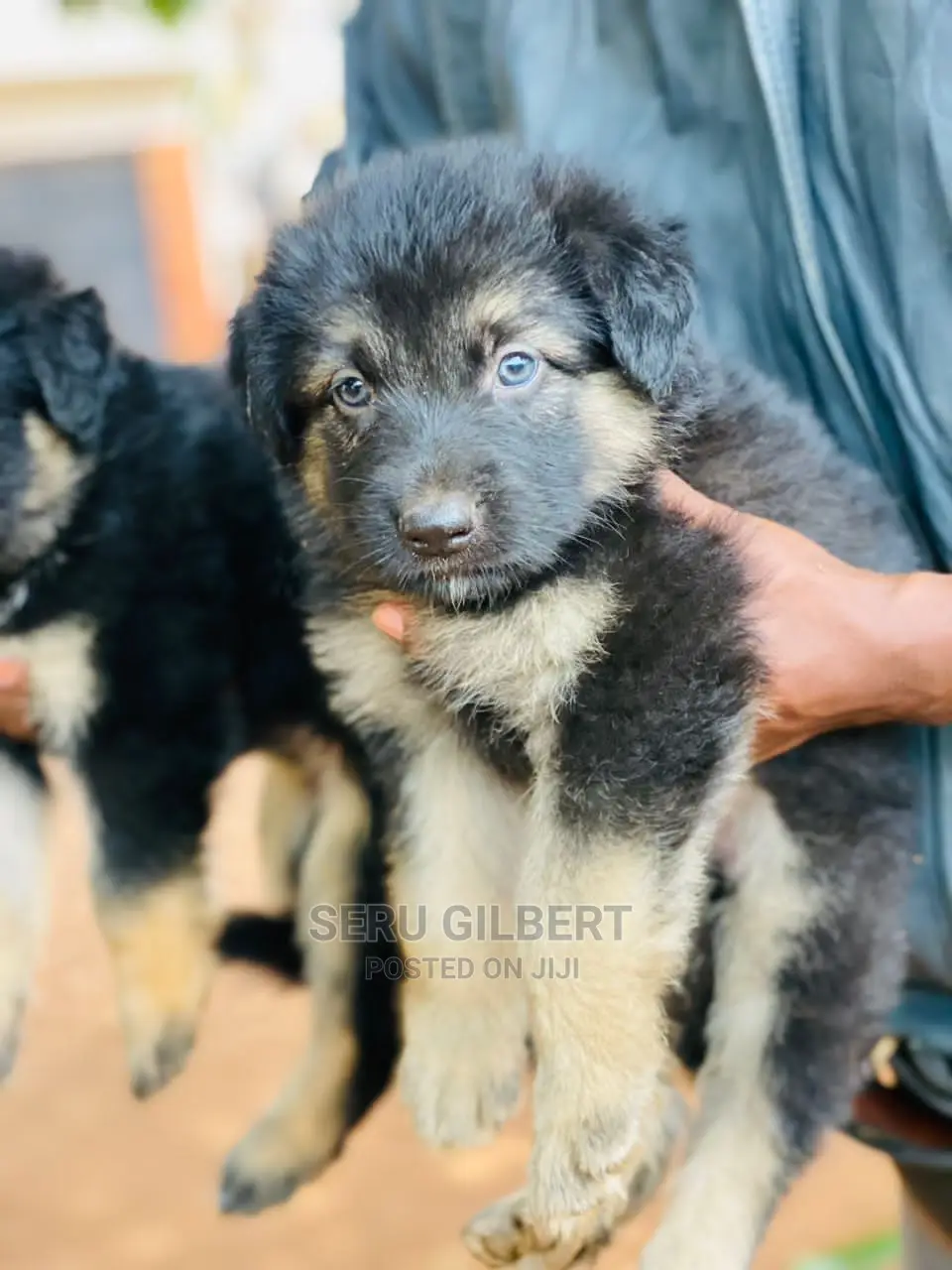 0-1 month Male Purebred German Shepherd