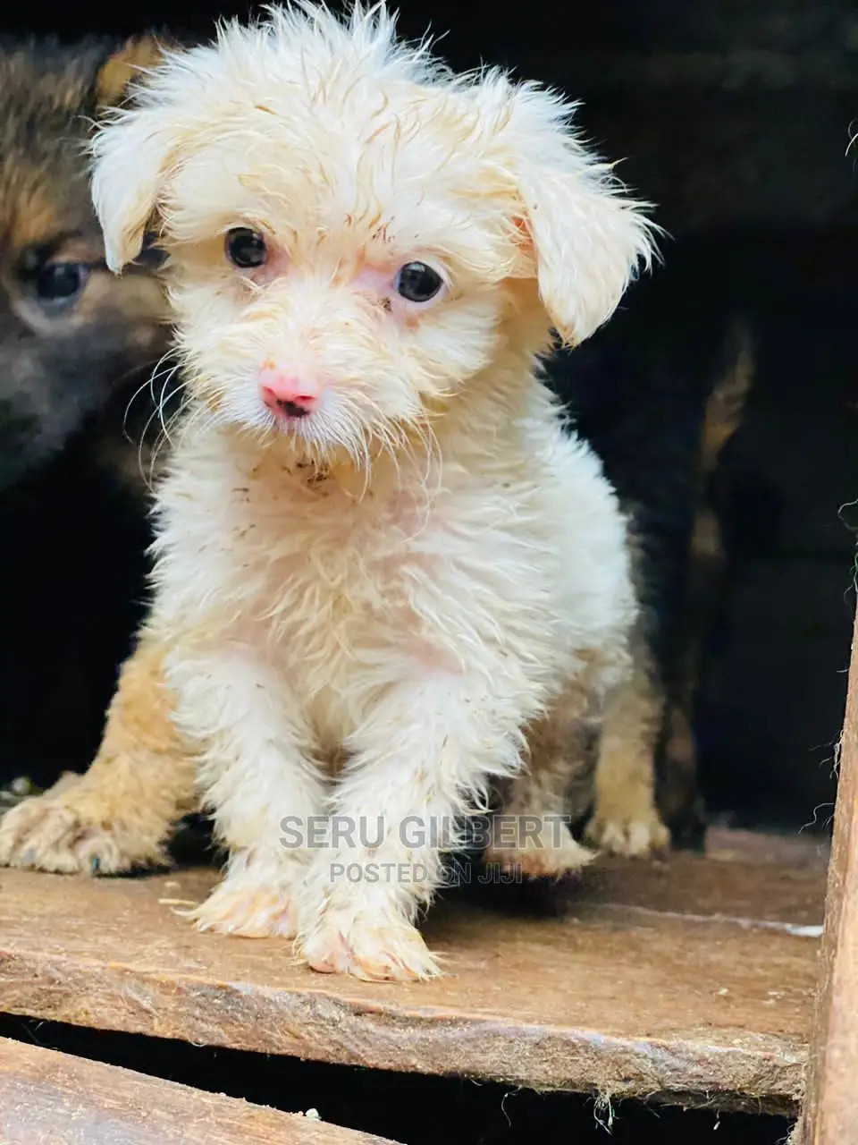 0-1 month Male Purebred Maltese