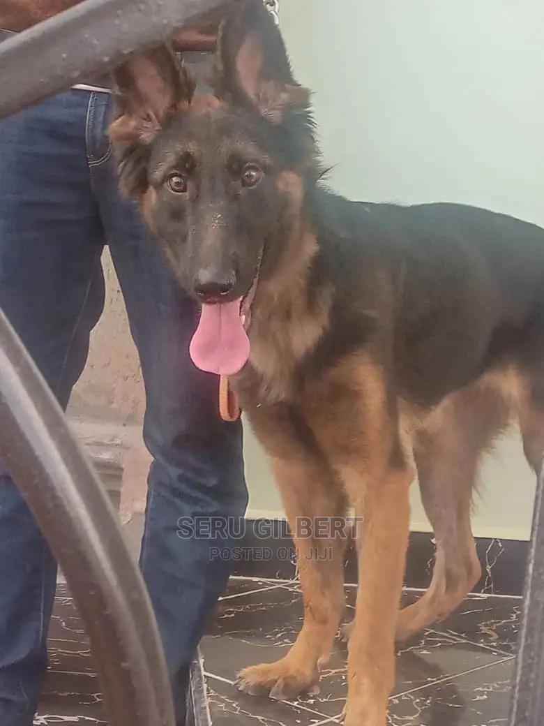6-12 months Male Purebred German Shepherd