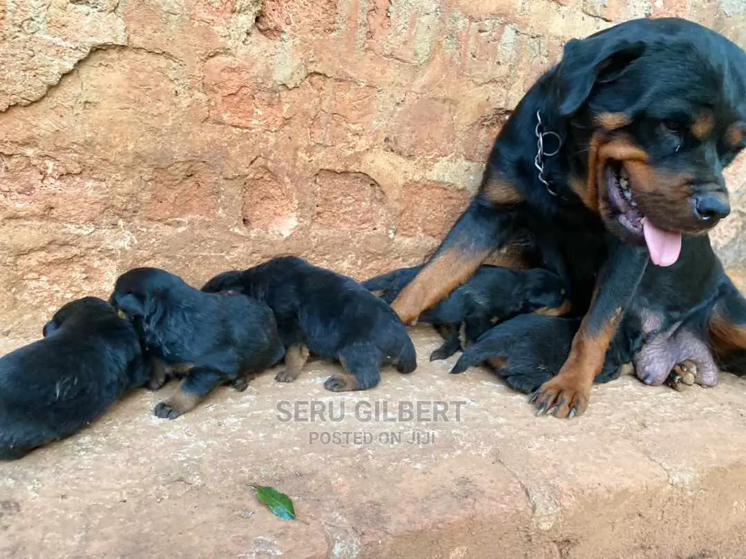 0-1 month Male Purebred Rottweiler