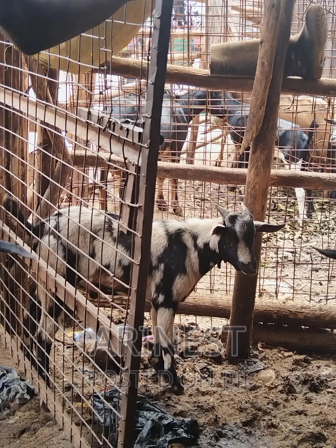 Bitanga Black and White Male