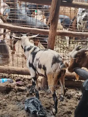 Bitanga Black and White Male