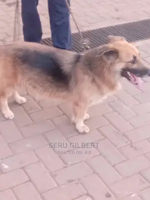 6-12 months Female Purebred German Shepherd