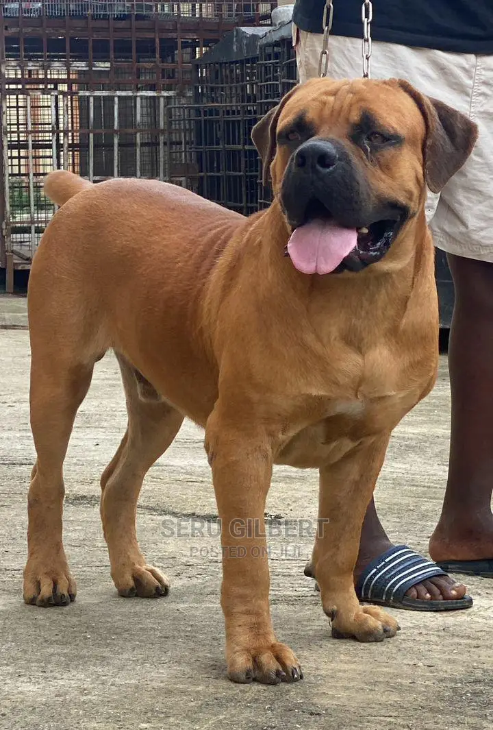 6-12 months Male Purebred Boerboel