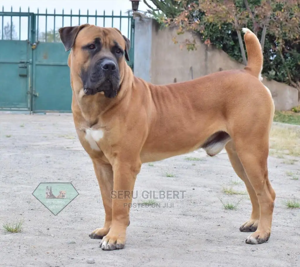 6-12 months Male Purebred Boerboel