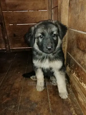 1-3 months Male Purebred German Shepherd