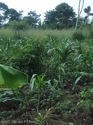 1.5acre of Land Available for Sale in Luwero