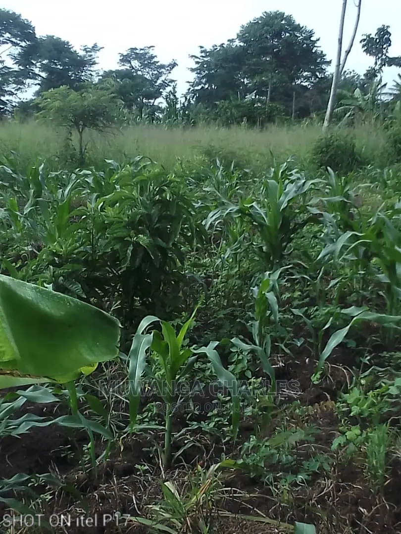 1.5acre of Land Available for Sale in Luwero