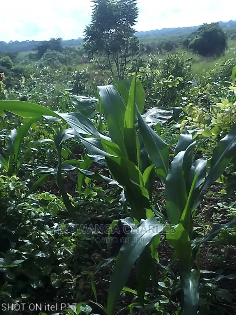 1.5acre of Land Available for Sale in Luwero