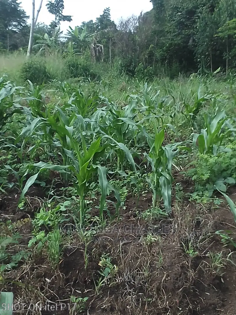 1.5acre of Land Available for Sale in Luwero