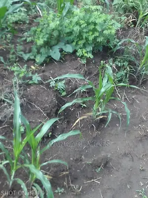 1.5acre of Land Available for Sale in Luwero