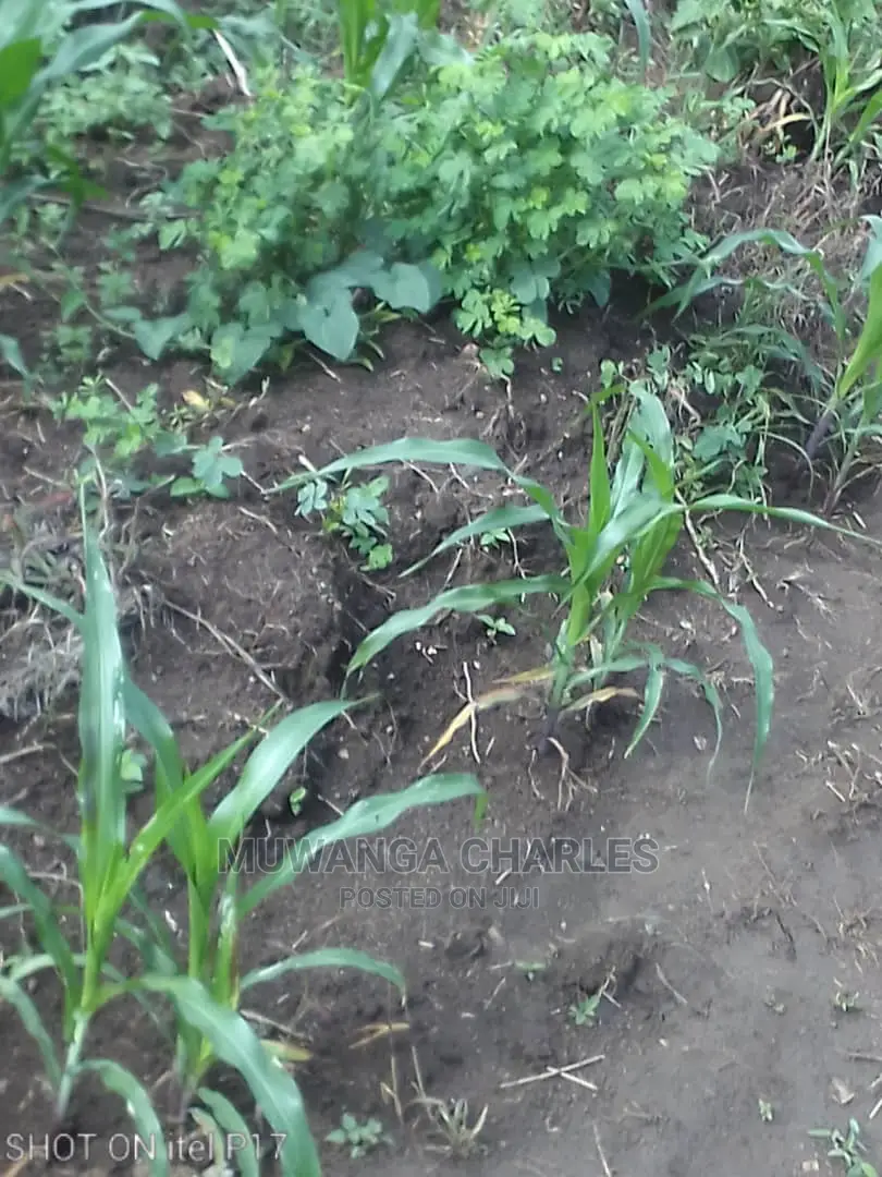 1.5acre of Land Available for Sale in Luwero