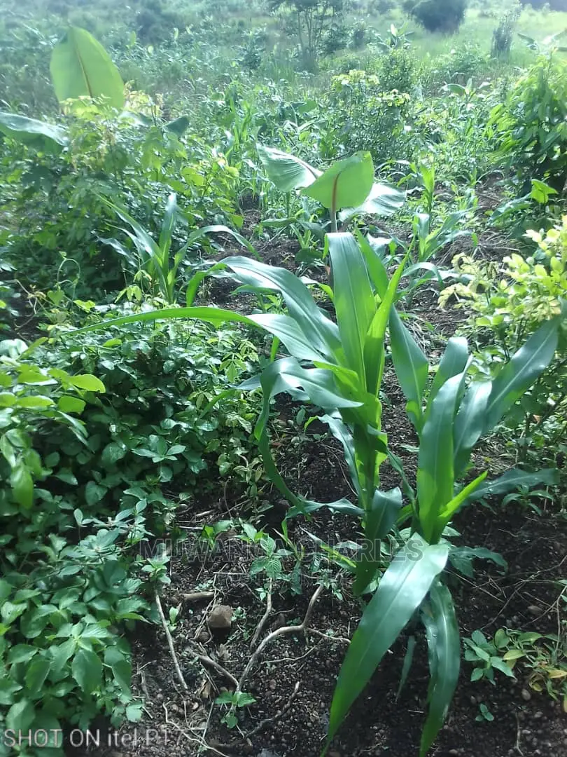 1.5acre of Land Available for Sale in Luwero